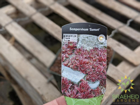 Sempervivum 'Sunset'