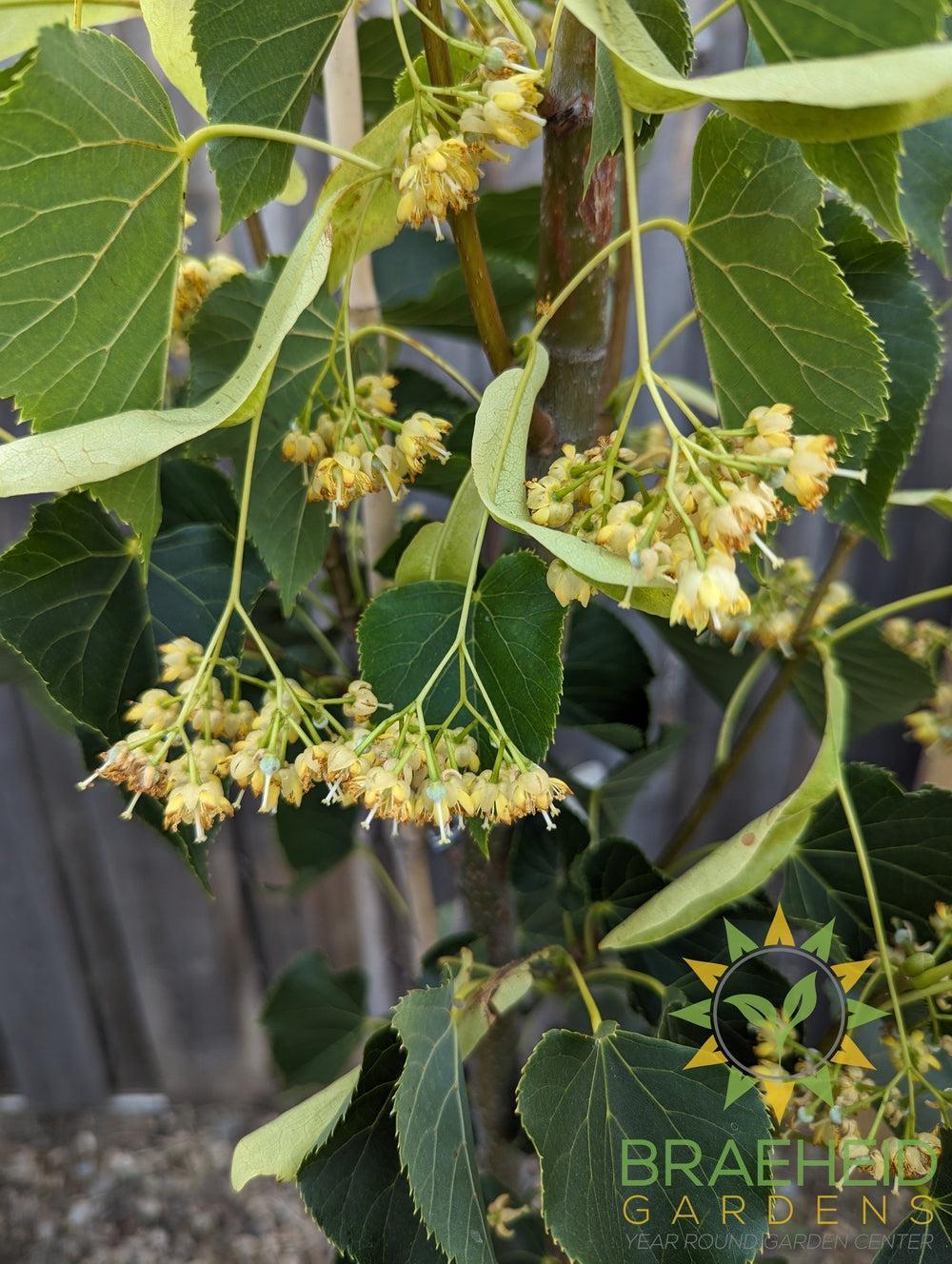 Dropmore Linden- Tree for sale, Grown in Grande Prairie -Braeheid Gardens Ltd. on Emerson Trail