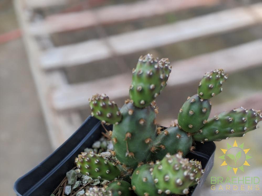 Opuntia Fragilis 'Bronze Beauty' - Cold Hardy