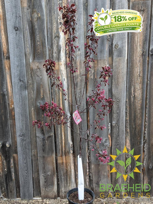 Royalty Flowering Crabapple- Tree for sale, Grown in Grande Prairie -Braeheid Gardens Ltd. on Emerson Trail