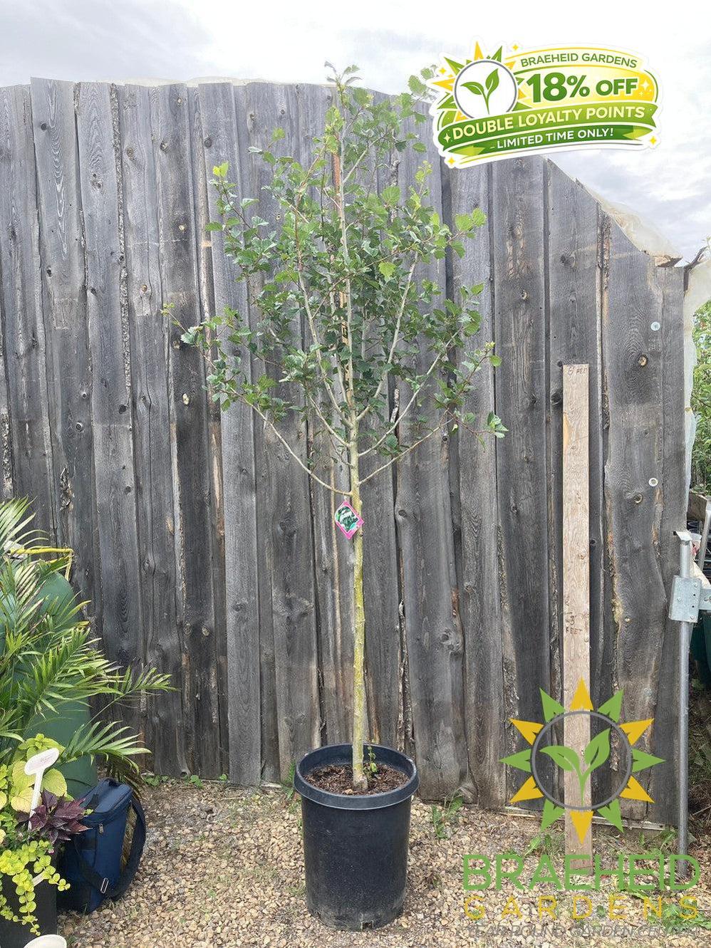 Snowbird Hawthorn- Tree for sale, Grown in Grande Prairie -Braeheid Gardens Ltd. on Emerson Trail