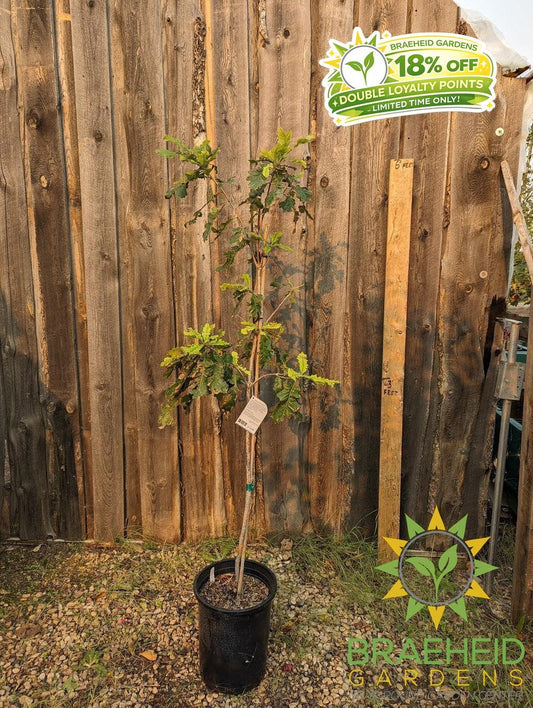 Bur Oak- Tree for sale, Grown in Grande Prairie -Braeheid Gardens Ltd. on Emerson Trail