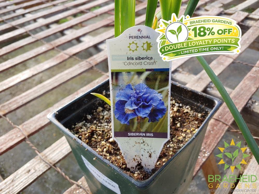 Iris siberica 'Concord Crush' - NO SHIP -