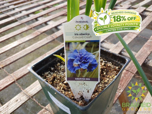 Iris siberica 'Concord Crush' - NO SHIP -