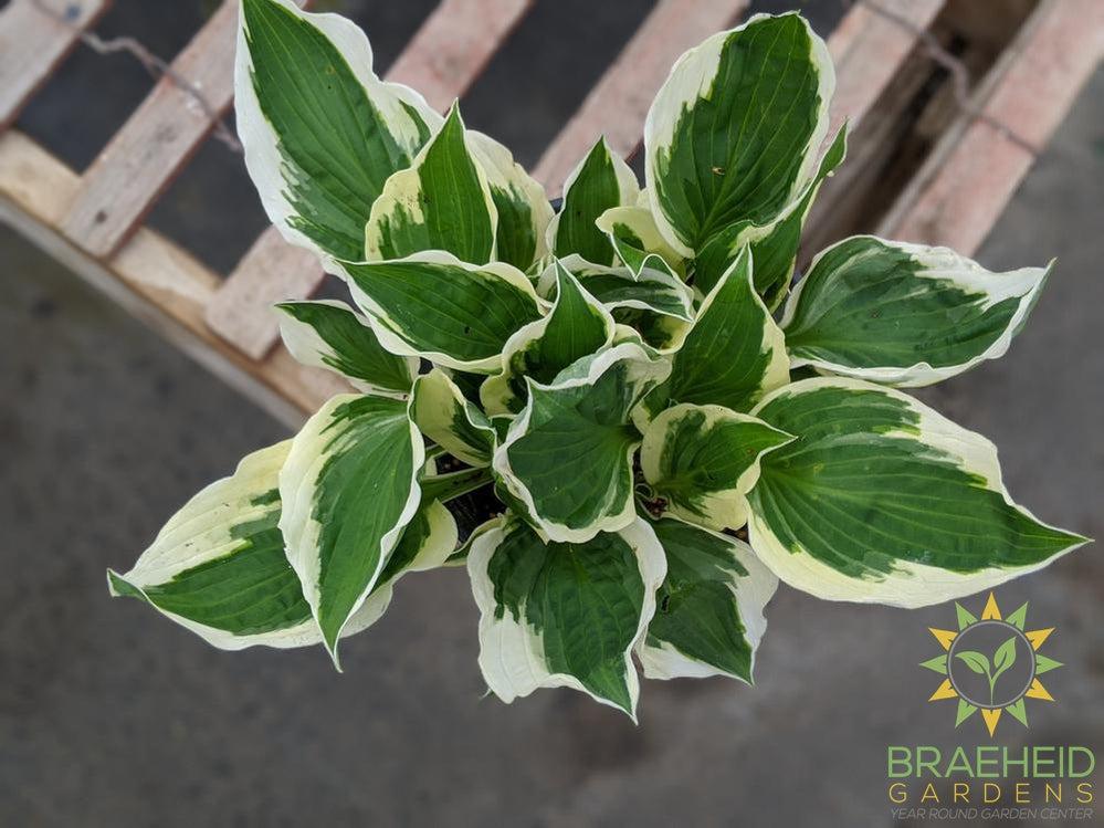Patriot Hosta - NO SHIP