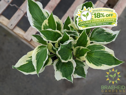 Patriot Hosta - NO SHIP