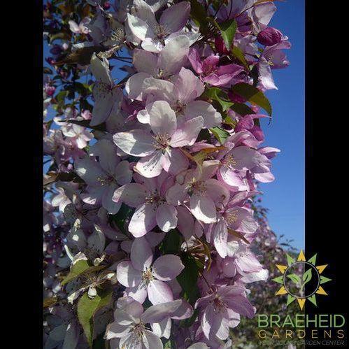 Pink Spires Flowering Crabapple- Tree for sale, Grown in Grande Prairie -Braeheid Gardens Ltd. on Emerson Trail