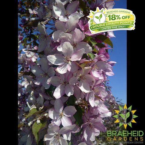 Pink Spires Flowering Crabapple- Tree for sale, Grown in Grande Prairie -Braeheid Gardens Ltd. on Emerson Trail