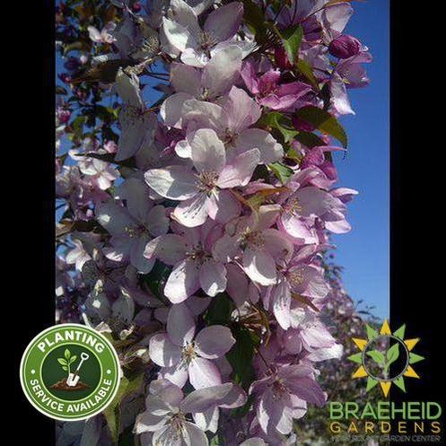 Pink Spires Flowering Crabapple- Tree for sale, Grown in Grande Prairie -Braeheid Gardens Ltd. on Emerson Trail