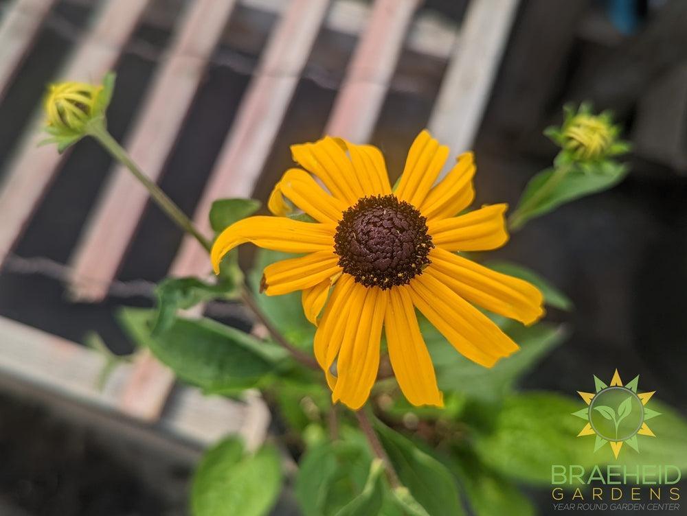 Rudbeckia 'Goldsturm' - NO SHIP -
