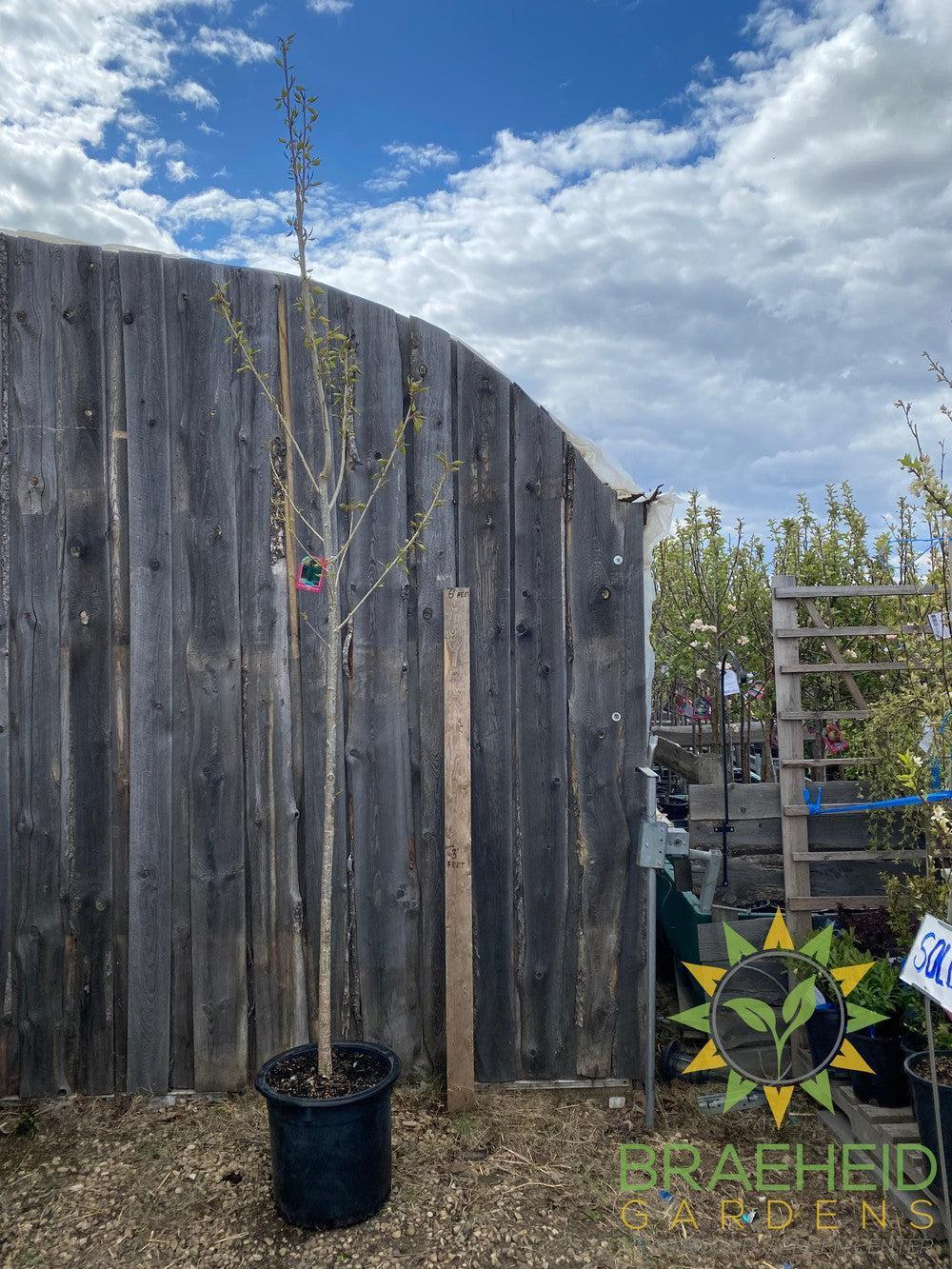 AC-Sundancer™ Poplar- Tree for sale, Grown in Grande Prairie -Braeheid Gardens Ltd. on Emerson Trail