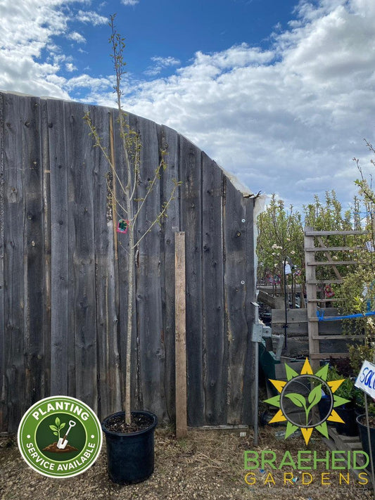 AC-Sundancer™ Poplar- Tree for sale, Grown in Grande Prairie -Braeheid Gardens Ltd. on Emerson Trail