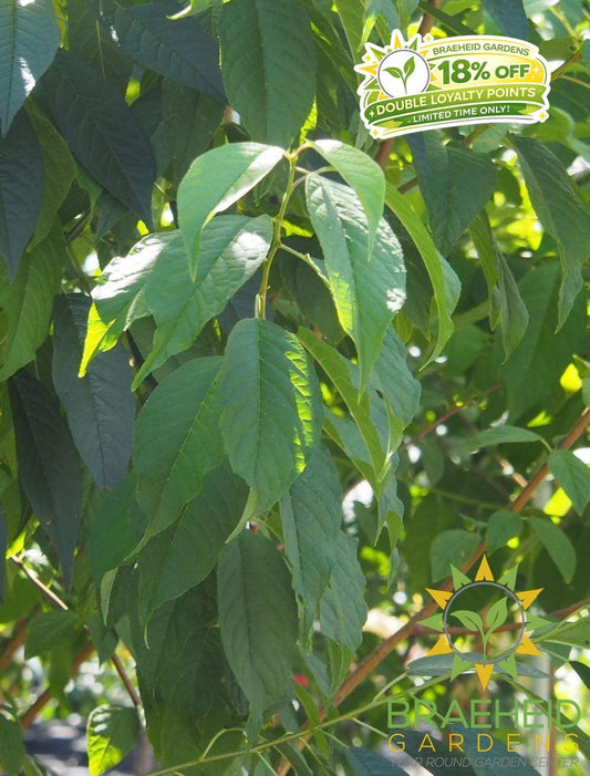 Klondike® Amur Cherry Tree- Tree for sale, Grown in Grande Prairie -Braeheid Gardens Ltd. on Emerson Trail