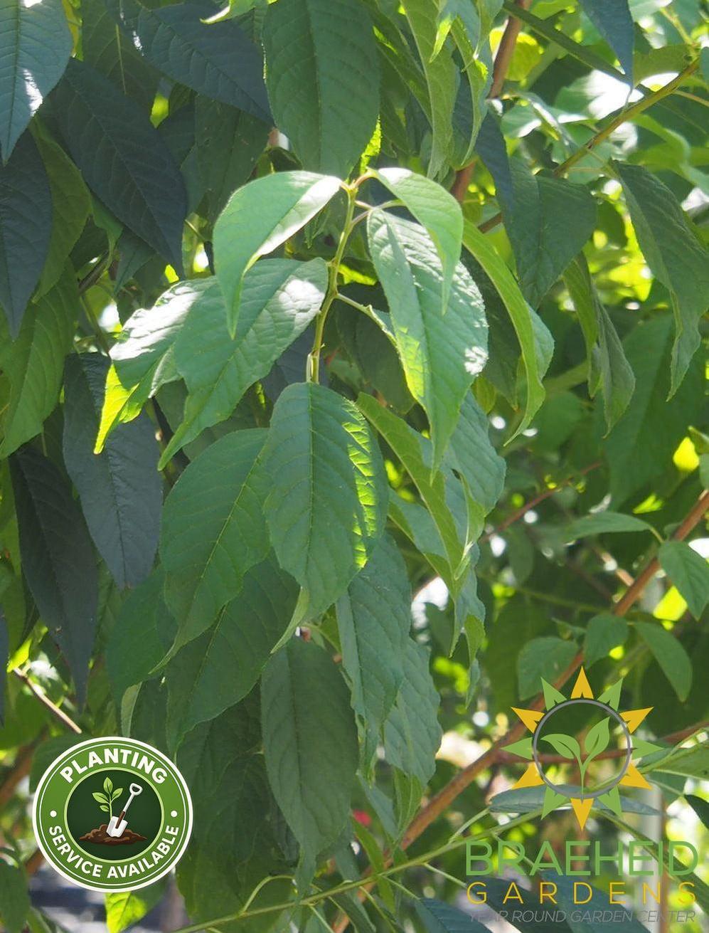Klondike® Amur Cherry Tree- Tree for sale, Grown in Grande Prairie -Braeheid Gardens Ltd. on Emerson Trail