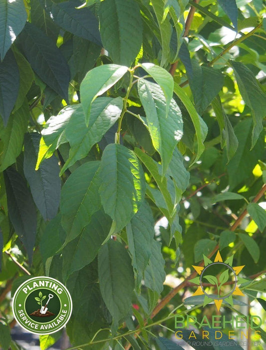 Klondike® Amur Cherry Tree- Tree for sale, Grown in Grande Prairie -Braeheid Gardens Ltd. on Emerson Trail