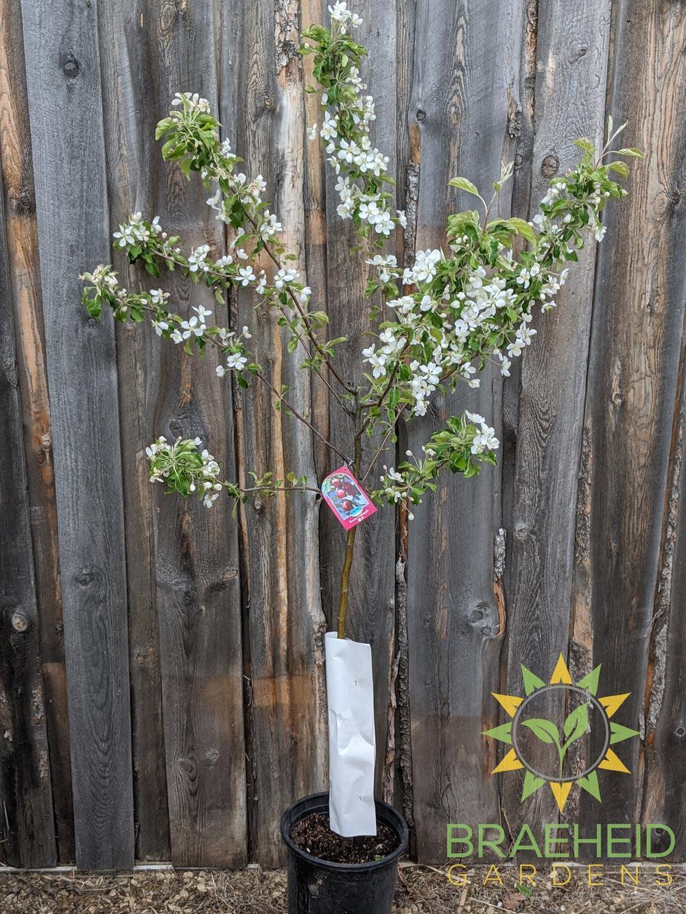 Rescue Crabapple- Tree for sale, Grown in Grande Prairie -Braeheid Gardens Ltd. on Emerson Trail