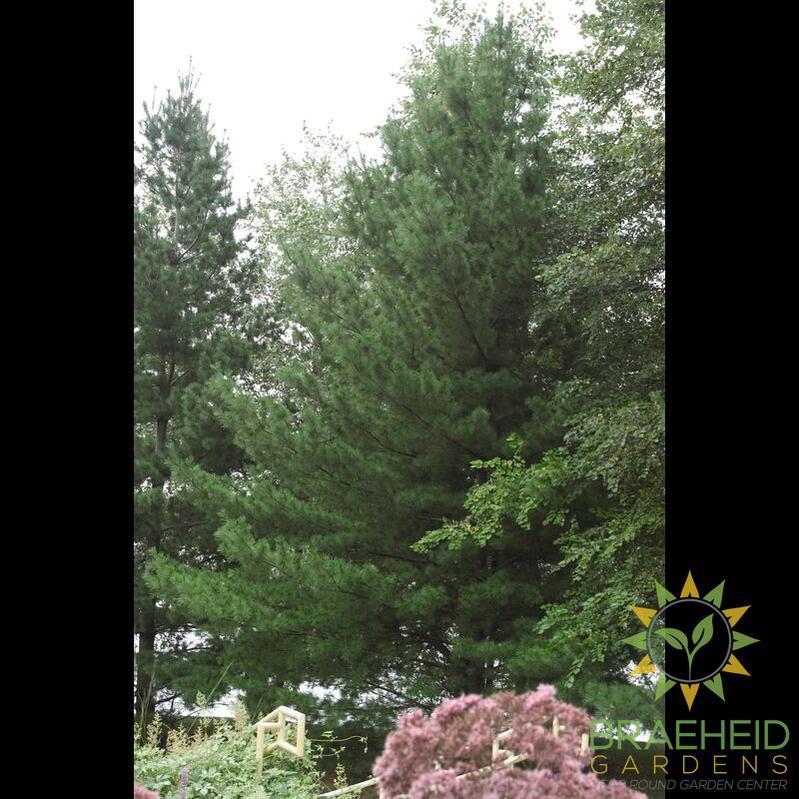 White Pine