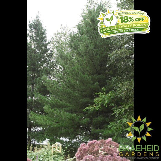 White Pine