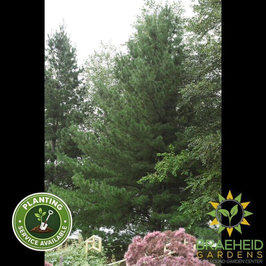 White Pine
