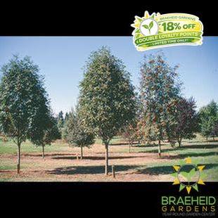 Oak Leaf Mountain Ash- Tree for sale, Grown in Grande Prairie -Braeheid Gardens Ltd. on Emerson Trail