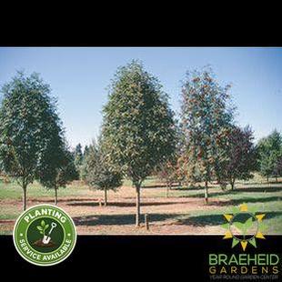 Oak Leaf Mountain Ash- Tree for sale, Grown in Grande Prairie -Braeheid Gardens Ltd. on Emerson Trail