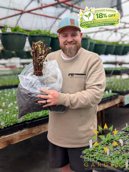 Buy Heritage Everbearing Raspberry an Edible Shrub in Grande Prairie Alberta - Braeheid Gardens Ltd.