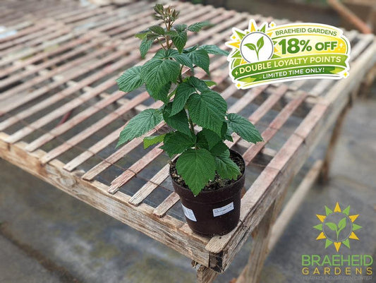 Buy Heritage Raspberry an Edible Shrub in Grande Prairie Alberta - Braeheid Gardens Ltd.