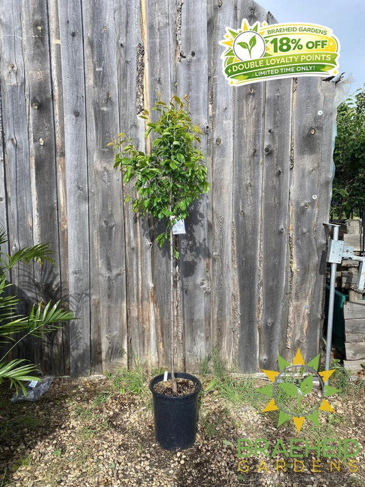 Brookred Plum- Tree for sale, Grown in Grande Prairie -Braeheid Gardens Ltd. on Emerson Trail