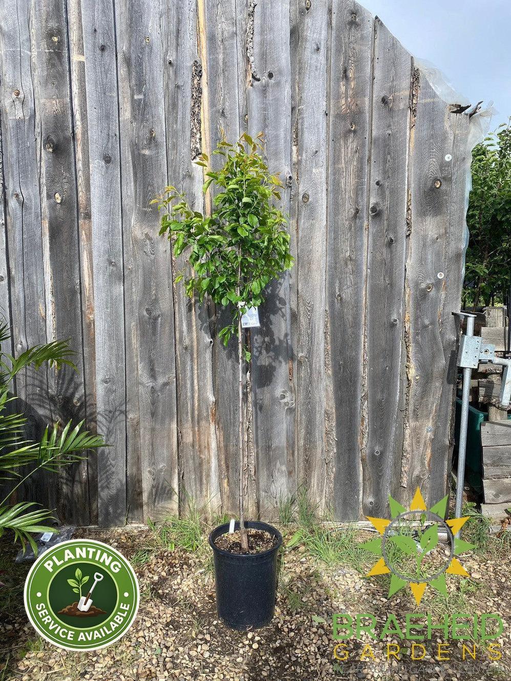 Brookred Plum- Tree for sale, Grown in Grande Prairie -Braeheid Gardens Ltd. on Emerson Trail