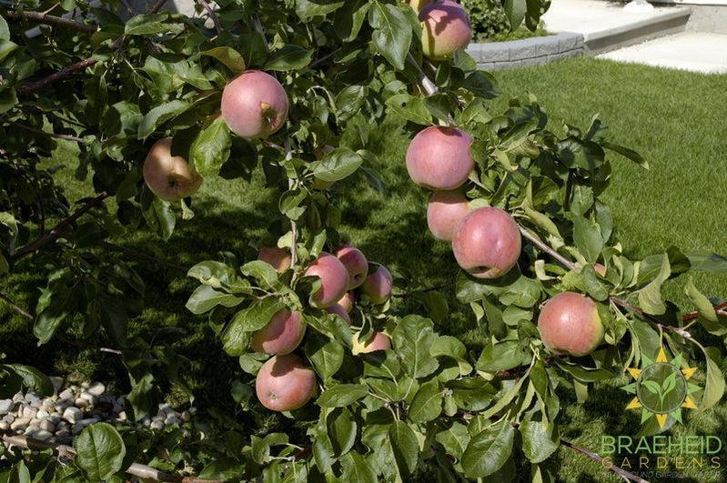 September Ruby Apple- Tree for sale, Grown in Grande Prairie -Braeheid Gardens Ltd. on Emerson Trail