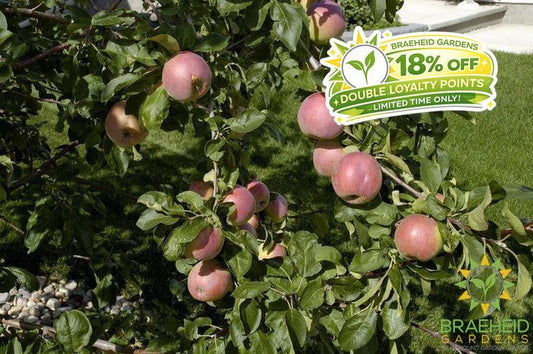 September Ruby Apple- Tree for sale, Grown in Grande Prairie -Braeheid Gardens Ltd. on Emerson Trail