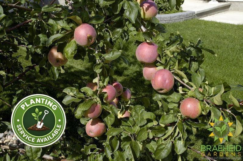 September Ruby Apple- Tree for sale, Grown in Grande Prairie -Braeheid Gardens Ltd. on Emerson Trail