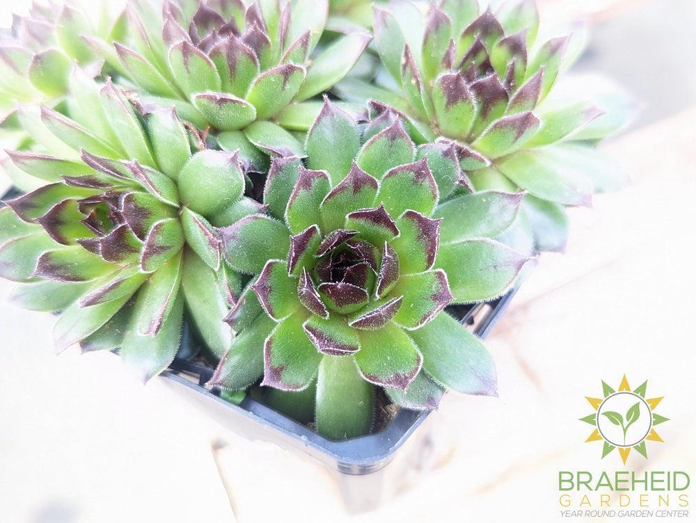 Sempervivum Chick Charms (open for more)