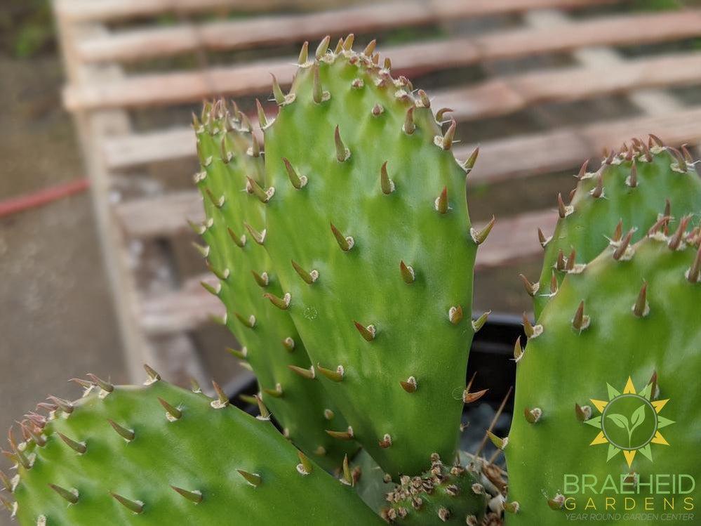 Opuntia Polycantha 'Yellow With Red Center' - Cold Hardy