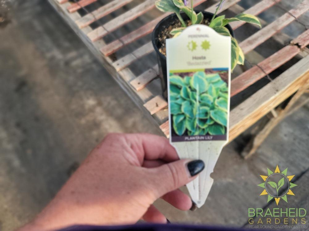 Hosta 'Bedazzled' - NO SHIP -