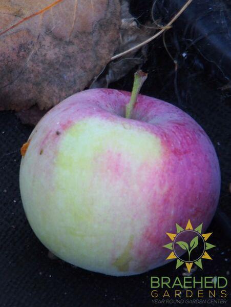 Gemini Apple