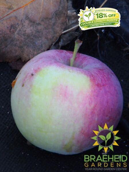 Gemini Apple