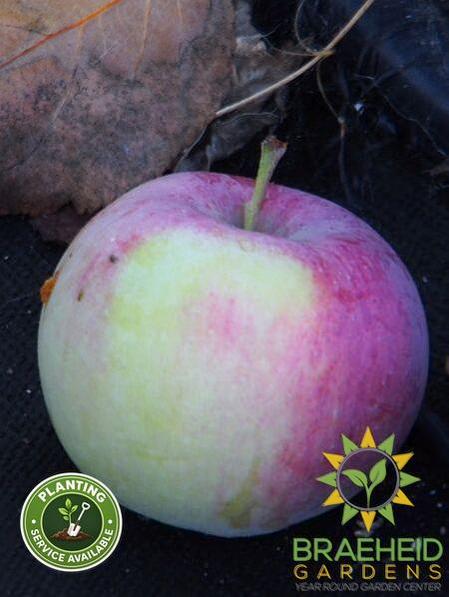 Gemini Apple