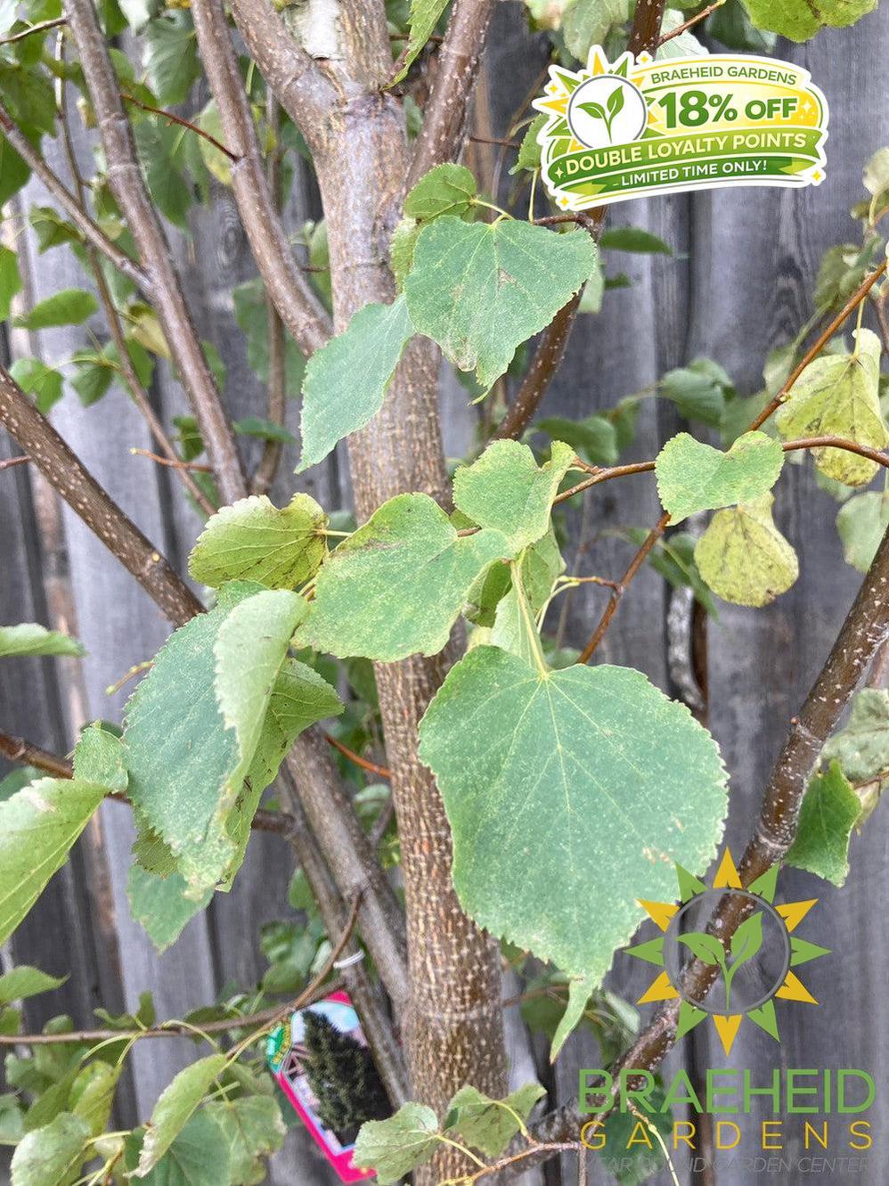 Greenspire® Linden- Tree for sale, Grown in Grande Prairie -Braeheid Gardens Ltd. on Emerson Trail