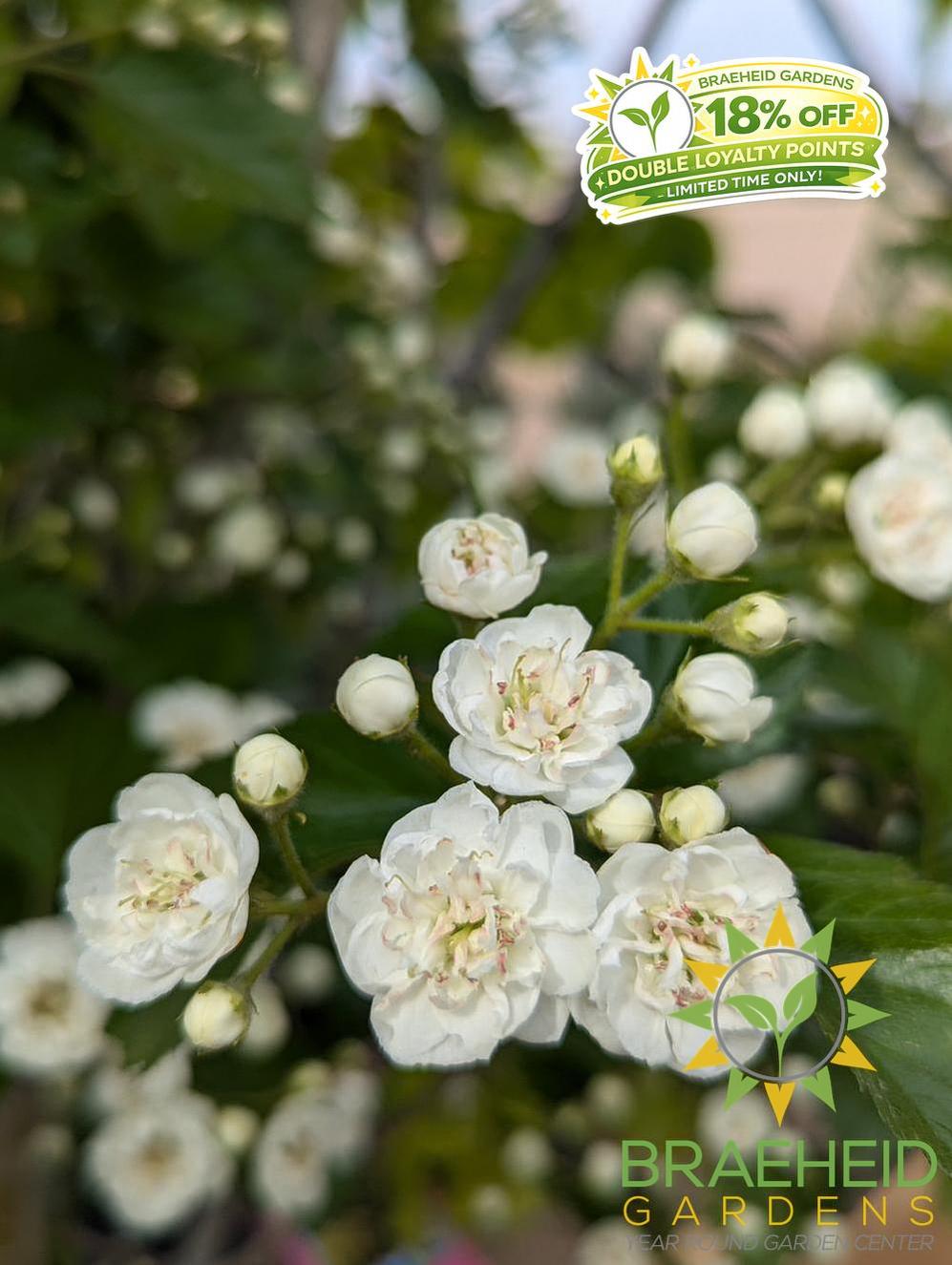 Snowbird Hawthorn