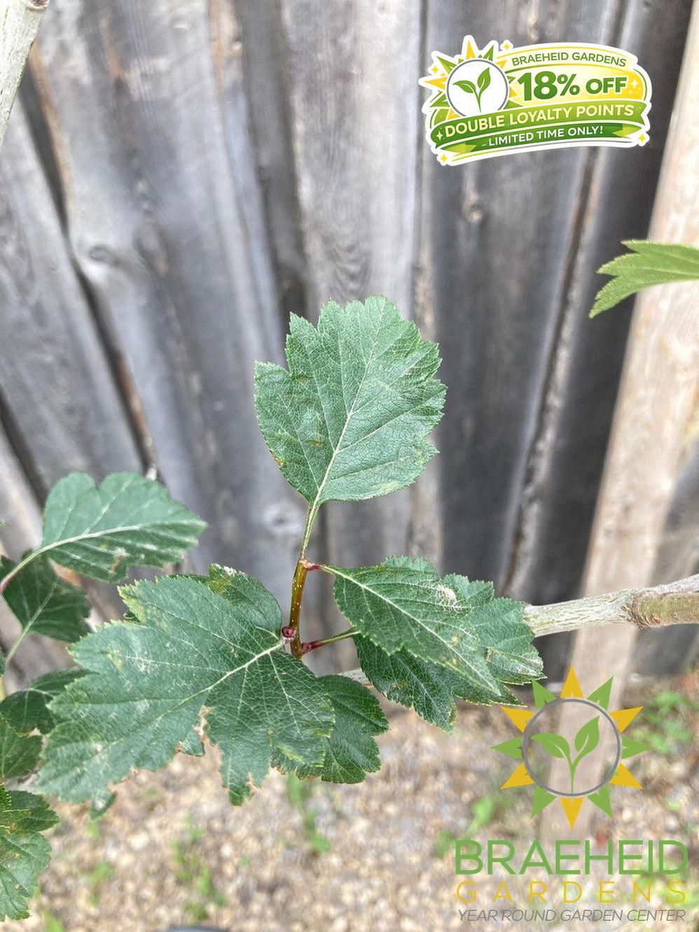 Snowbird Hawthorn- Tree for sale, Grown in Grande Prairie -Braeheid Gardens Ltd. on Emerson Trail