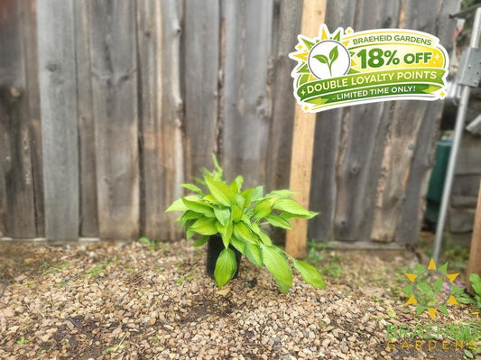 Hosta Pauls Glory -NO SHIP -