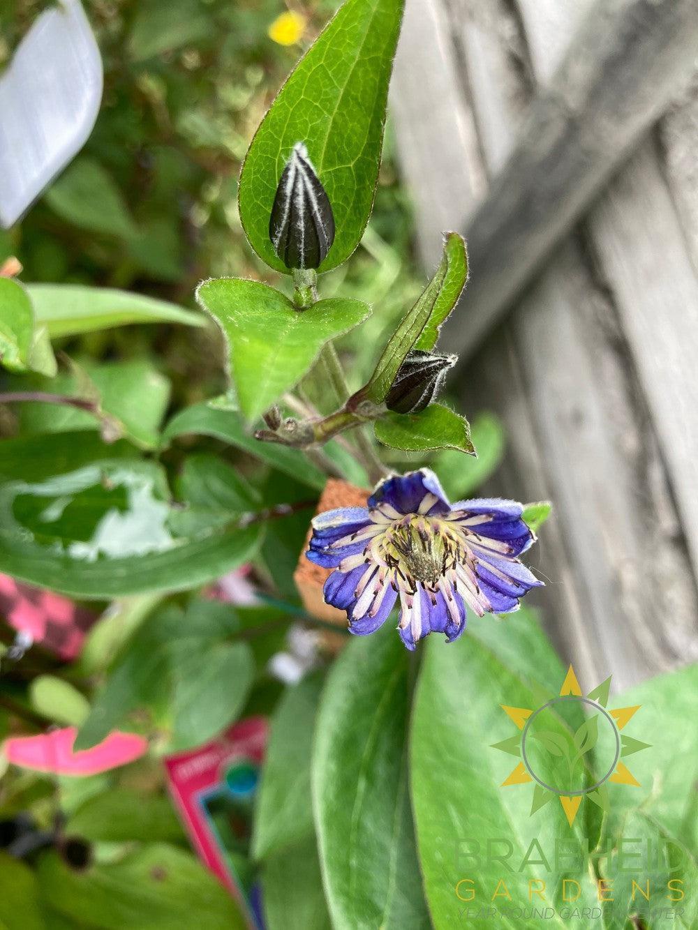Sapphire Indigo Clematis