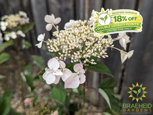 Invincibelle Lace Hydrangea