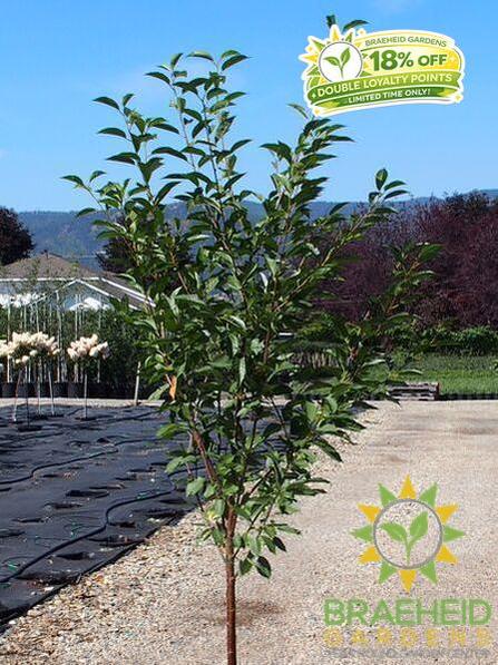 Montmorency Cherry