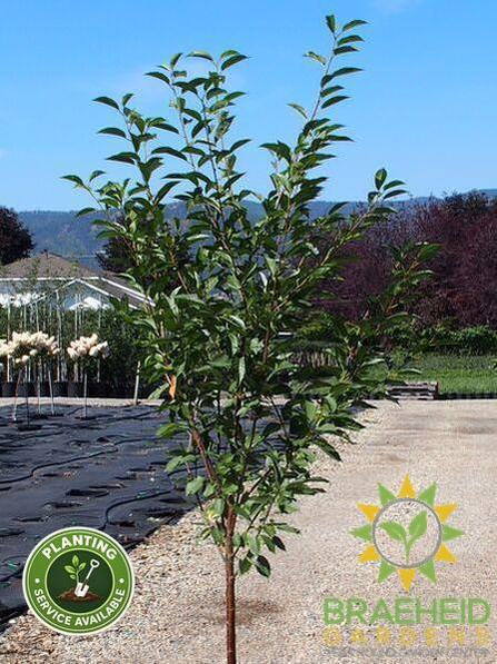 Montmorency Cherry