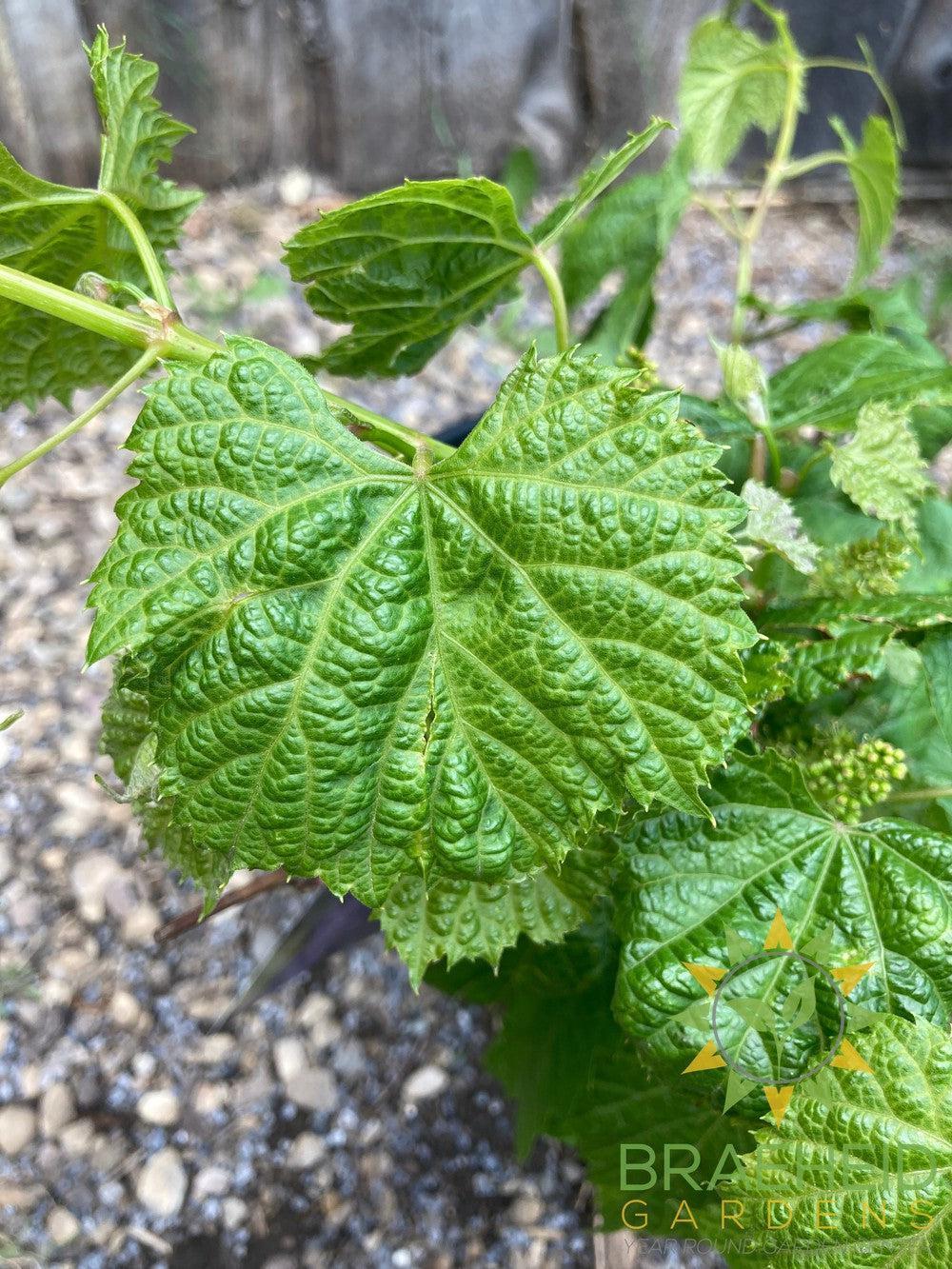 Buy Valiant Grape an Vine in Grande Prairie Alberta - Braeheid Gardens Ltd.