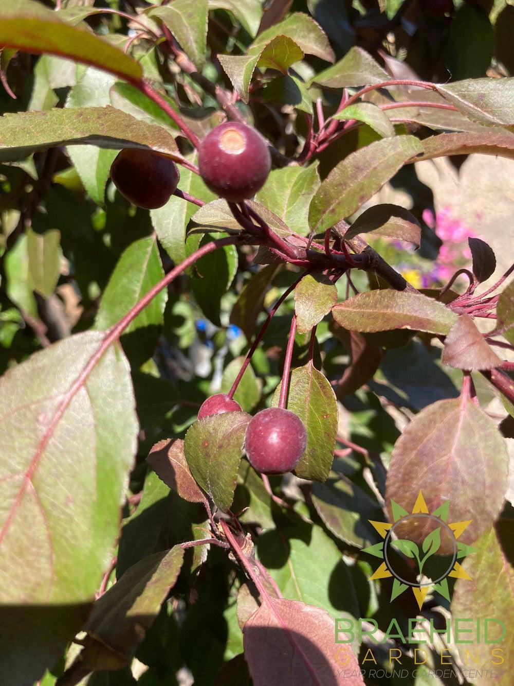 Pink Spires Flowering Crabapple- Tree for sale, Grown in Grande Prairie -Braeheid Gardens Ltd. on Emerson Trail