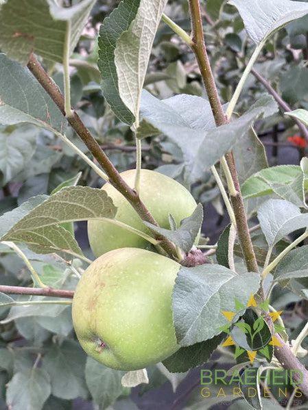 Dexter Jackson Apple- Tree for sale, Grown in Grande Prairie -Braeheid Gardens Ltd. on Emerson Trail