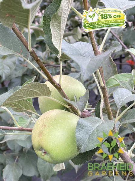 Dexter Jackson Apple- Tree for sale, Grown in Grande Prairie -Braeheid Gardens Ltd. on Emerson Trail